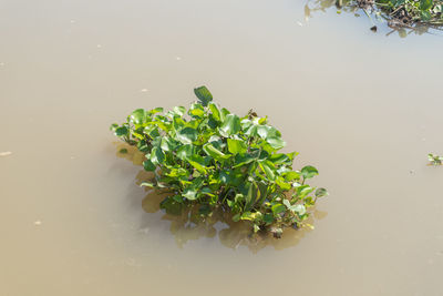 High angle view of plants floating on lake