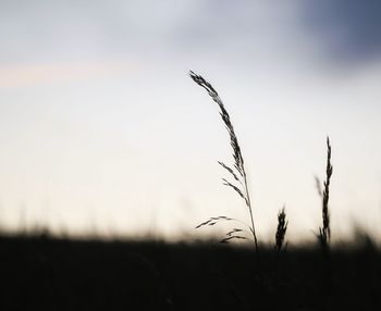 Close-up of stalks in field against sky