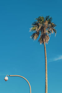 Palm tree in the clear blue sky and the street security camera in otranto, italy.