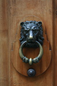 Close-up of cat on door