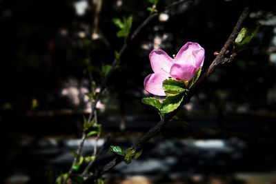 Close-up of pink rose