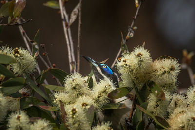 Close-up of bird perching on plant