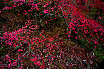 Red flowering plants on land during autumn