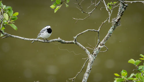 Close-up of bird perching on branch