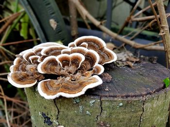Close-up of mushroom growing on wood
