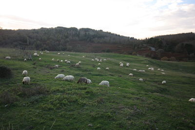 Sheep on farm against sky