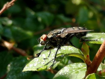 Close-up of insect on leaf