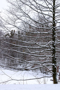 Bare tree against sky during winter