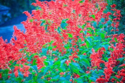 Close-up of red flowering plants