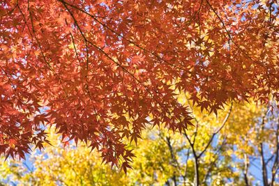 Low angle view of maple tree
