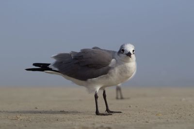 Close-up of seagull on beach against clear sky