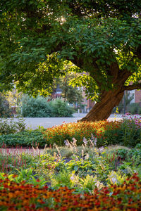 Scenic view of lake and plants in park