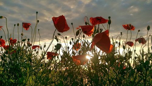 Close-up of red flowers against cloudy sky