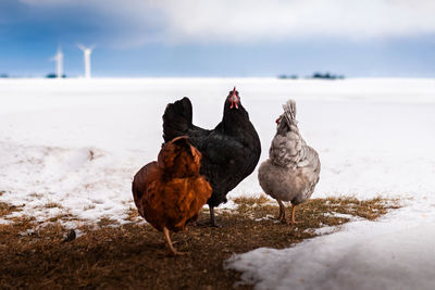 Three chickens standing on a patch of grass in the snow during winter