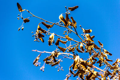 Low angle view of flower tree against blue sky