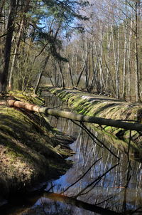 Reflection of trees in water