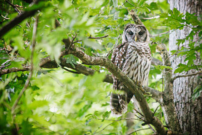 Close-up of owl perching on tree