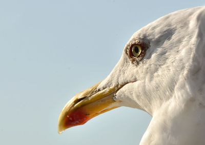 Close-up of seagull