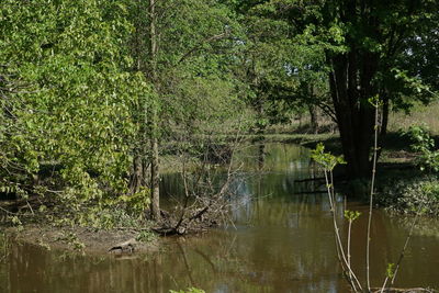 Scenic view of lake in forest