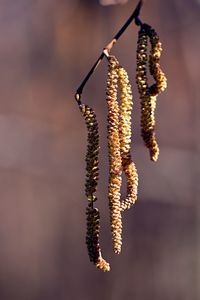 Close-up of flowering plant hanging outdoors