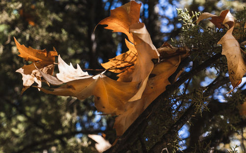 Low angle view of flowering plant against trees