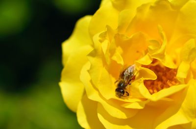 Close-up of bee pollinating flower