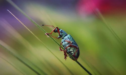 Close-up of bug on grass