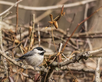 Close-up of bird perching on branch