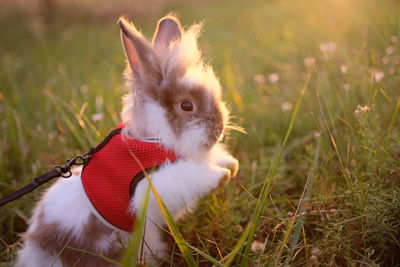 Close-up of rabbit on grassy field