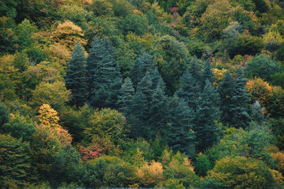 High angle view of pine trees in forest during autumn