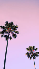 Low angle view of coconut palm tree against clear sky