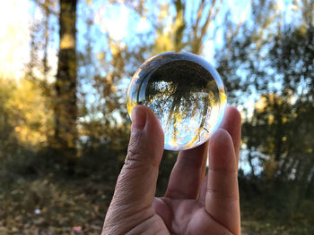 Cropped hand holding crystal ball with reflection of trees