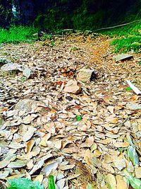 Close-up of dry leaves on field