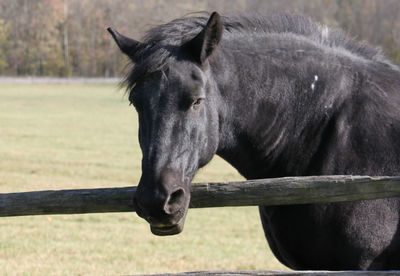 Portrait of horse standing by railing on field
