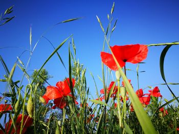 Close-up of red poppy flowers against blue sky