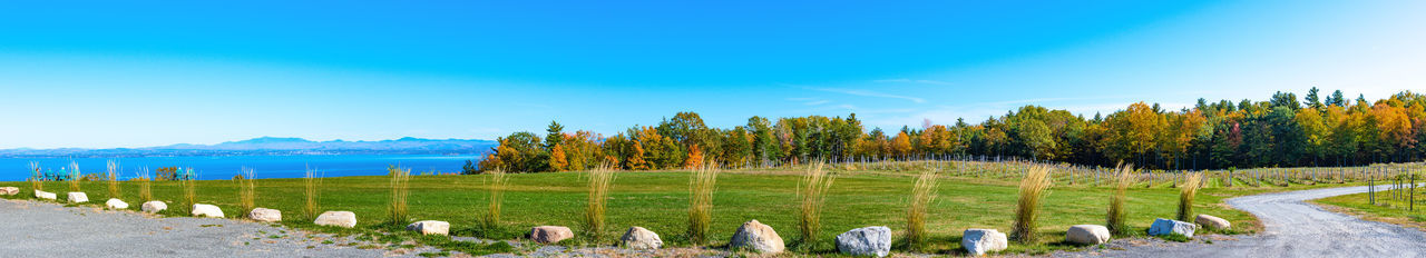 Panoramic shot of trees on landscape against blue sky