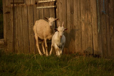 Sheep grazing on field