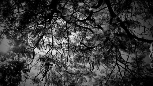 Low angle view of trees in forest