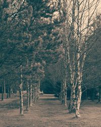 Trees growing on land