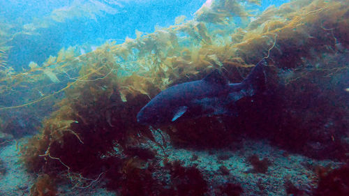 View of fish swimming underwater