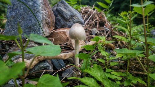 Close-up of mushrooms on plants