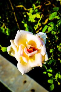 Close-up of white rose