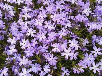 High angle view of purple flowering plants