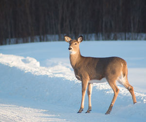 Close-up of deer standing on snow covered field