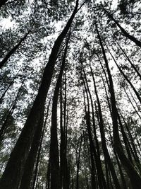 Low angle view of trees in forest