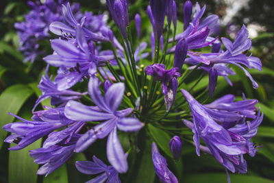 Close-up of purple flowers