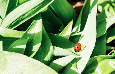 High angle view of ladybug on plant