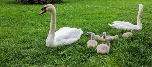 Swans in a lake