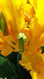 Close-up of yellow flower