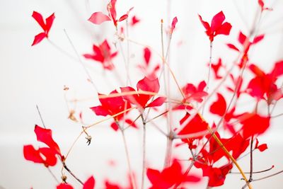 Low angle view of red flowers